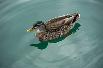 duck in the water