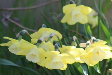 easter lilies