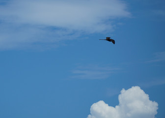 Fototapeta na wymiar Frigatebird gliding high in the sky.