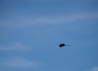 Fototapeta na wymiar Frigatebird gliding high in the sky.