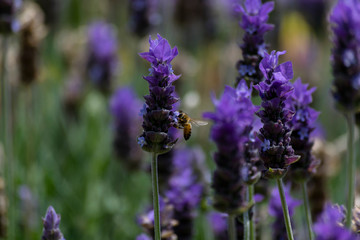 Obraz premium Abeja polinizando sobre una flor morada de lavanda