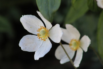 white flower duplicates