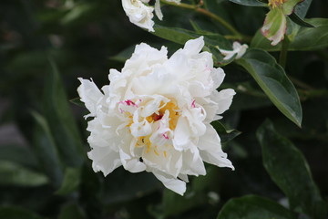 white peony