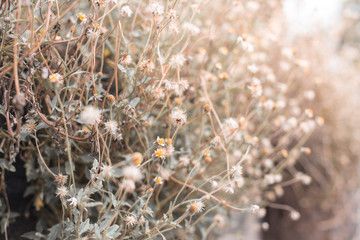 Beautiful grass flowers with morning sunlight on background blurred