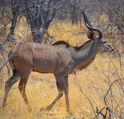Lesser kudu is a forest antelope found in East Africa. It is placed in the genus Tragelaphus and...