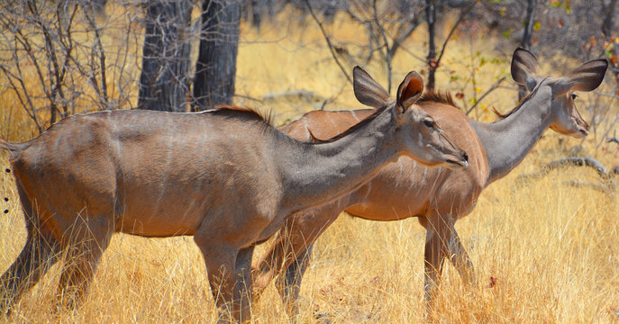 Lesser kudu is a forest antelope found in East Africa. It is placed in the genus Tragelaphus and family Bovidae.  Zambezi National Park Victoria Falls on the Zambezi River in Zimbabwe.
