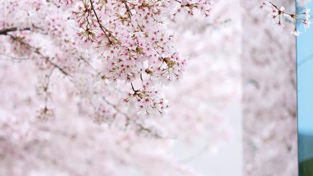 Flowers in spring series: Blossoms of Cherry flowers on cherry tree branch and falling cherry flowers petals in breeze like raining, beautiful landscape, 4K movie, slow motion.