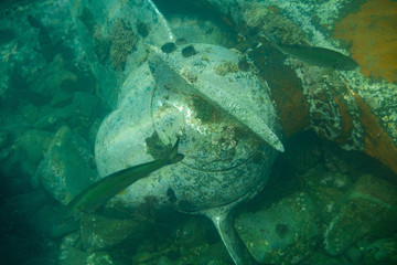 Obraz na płótnie Canvas Diving and underwater photography, the ship underwater sunken lies on the ocean floor.