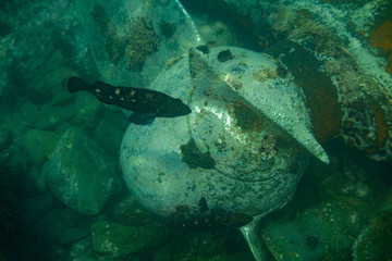 Diving and underwater photography, the ship underwater sunken lies on the ocean floor.