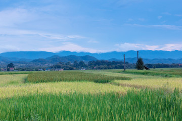 Fototapeta premium Green rice plant in Paddy in Thailand