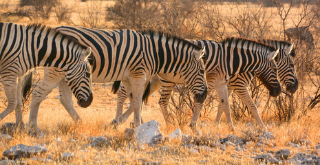 Zebras are several species of African equids (horse family) united by their distinctive black and white stripes. Etosha National Park is a national park in northwestern Namibia. 