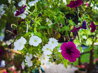 Flowers 1