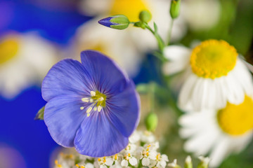 beautiful blue flower and wild Daisy close up