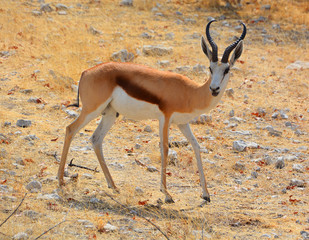 The Thomson gazelle (Eudorcas thomsonii) is one of the best-known gazelles. It is named after...