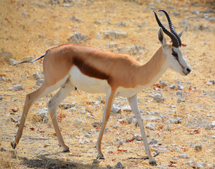 The Thomson gazelle (Eudorcas thomsonii) is one of the best-known gazelles. It is named after...