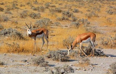 The Thomson gazelle (Eudorcas thomsonii) is one of the best-known gazelles. It is named after...