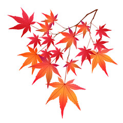 紅葉　もみじ　葉　アイコン