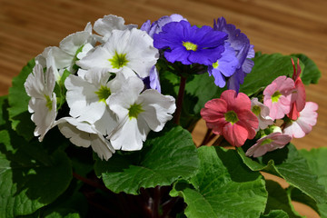 White, purple and pink flowers