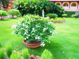 The blossoming white  flowers with buds at a green tree in a Park. It is the Park of Iscon ,Mayapur, India
