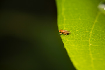 A beautiful bus sitting on green leaf