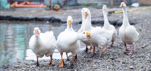 white geese on the farm, funny geese, waiting to be fed