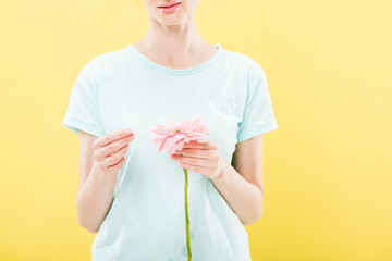 cropped view of young woman in t-shirt holding flower and tearing off petals isolated on yellow