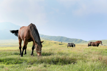 Obraz na płótnie Canvas 草千里の草を食べる馬たち