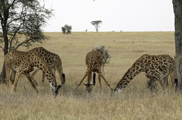 Kneeling Giraffes in Serengeti