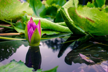 Beautiful purple lotus on the water after rain