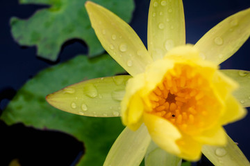 Beautiful yellow lotus on the water after rain