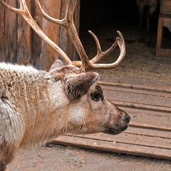 Reindeer in the park Skansen on the island of Djurgarden. Head of deer entering the paddock. Sweden, Stockholm