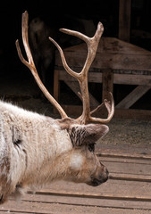 Reindeer in the park Skansen on the island of Djurgarden. Head of deer entering the paddock. Sweden, Stockholm