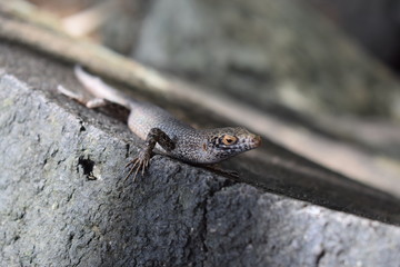 lizard on rock