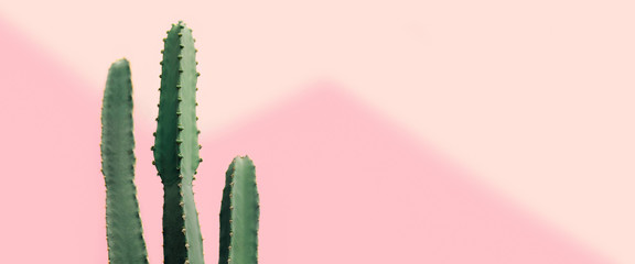 Cactus vert sur fond rose pastel, concept d& 39 été à la mode, fond de bannière avec espace de copie