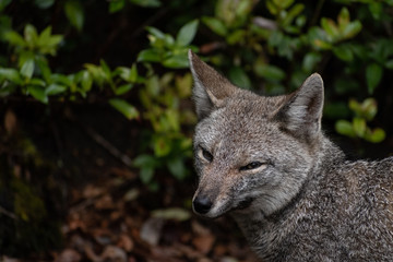Zorro gris o chilla en Parque Nacional Vicente Pérez Rosales. Chile