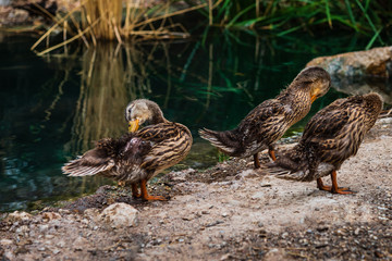 Ducklings by the Pond at the Riparian Preserve at Water Ranch in Gilbert Arizona