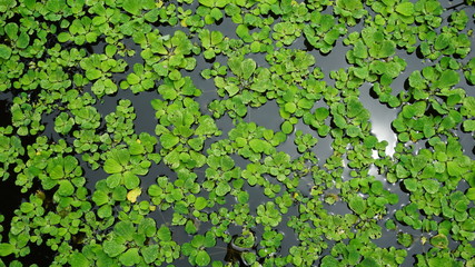 Water Lettuce floating on surface of pond