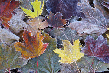 frost colorful leaves in the cold morning as nature background
