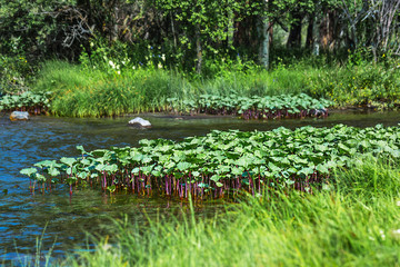 Tuekta River. Ongudai district, Altai Republic, Russia