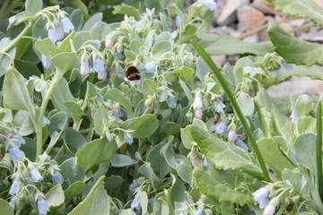 花が咲いたハマベンケイソウ(北海道)