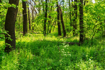 View of green forest at spring
