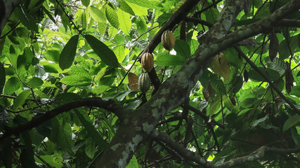 wide view of ripe cacao fruit on tree in bali