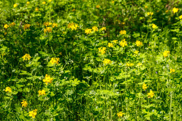 Flowers of yellow celandine in forest. Chelidonium majus, (commonly known as greater celandine, nipplewort, swallowwort, or tetterwort)