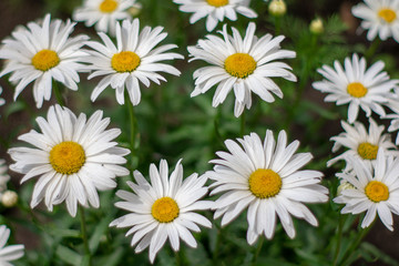 Obraz na płótnie Canvas Brightly daisy flowers in a sunny garden