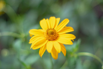 Bright flower in the summer garden on the background of beautiful bokeh