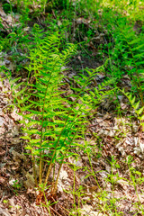 Green fern in a forest