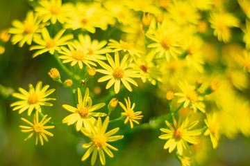 Bright yellow flowers in a sunny garden