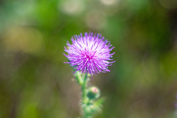 Bright flower in the summer garden on the background of beautiful bokeh