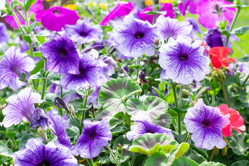 Blooming purple petunia flower on a green background