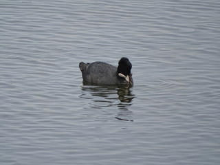 focha comun, Fulica atra en laguna dulce de campillos malaga